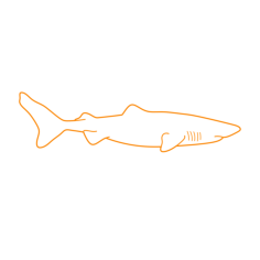 Animals Sharks Greenland Shark Outline Drawing Svg Vector, Free Vectors File
